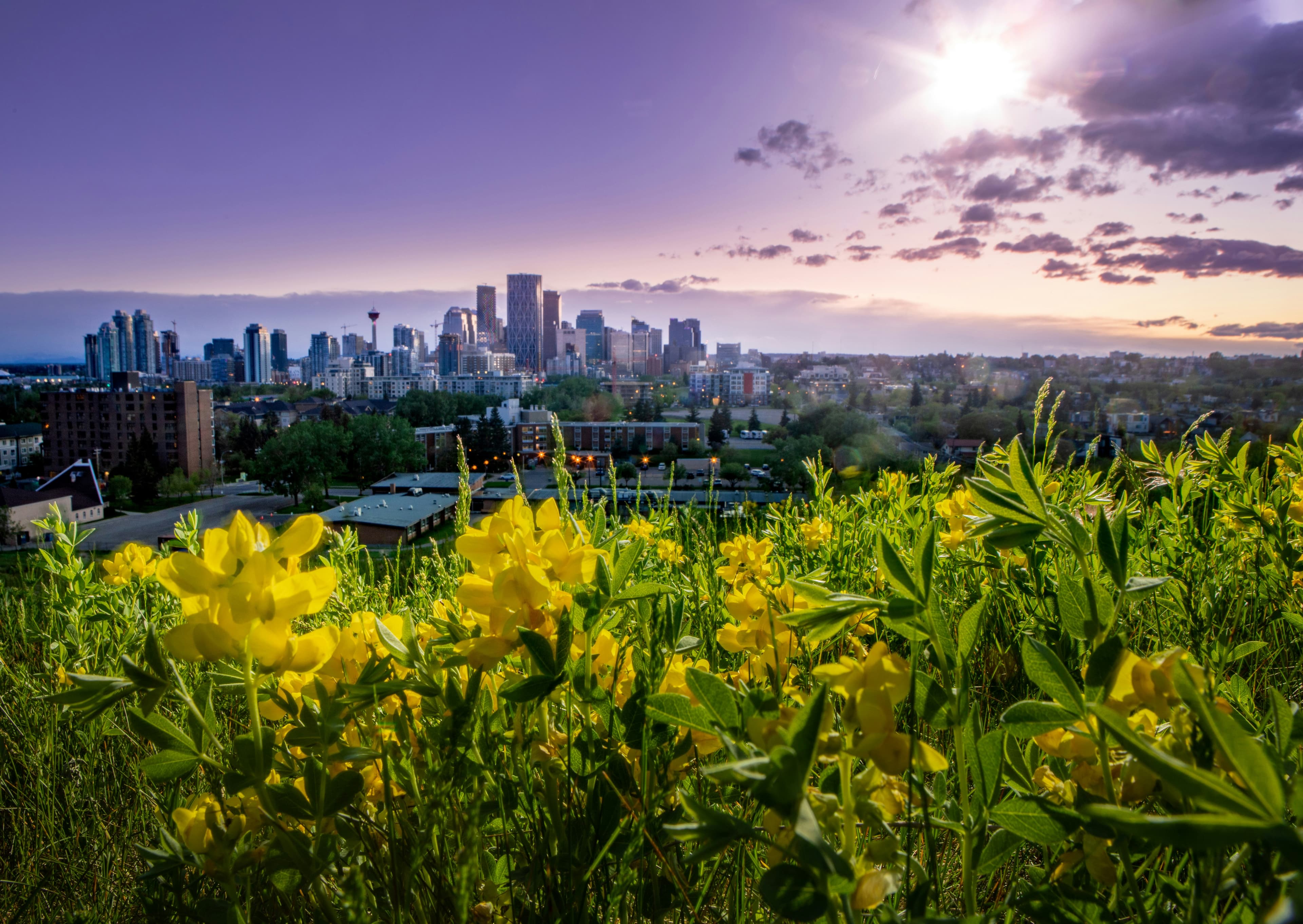 Calgary skyline at sunset